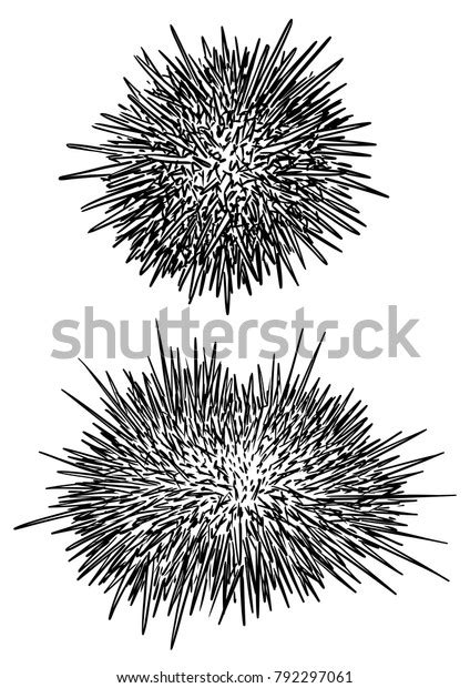 Sea Urchin Illustration Drawing Engraving Ink Stock Vector Royalty