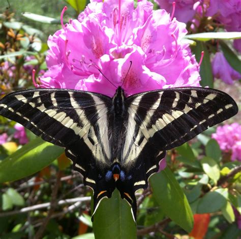 Tiger Swallowtail Papilio Eurymedon Bugguide Net