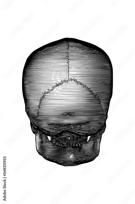 Engraving Human Skull Back View Illustration Isolated On White Bg Stock
