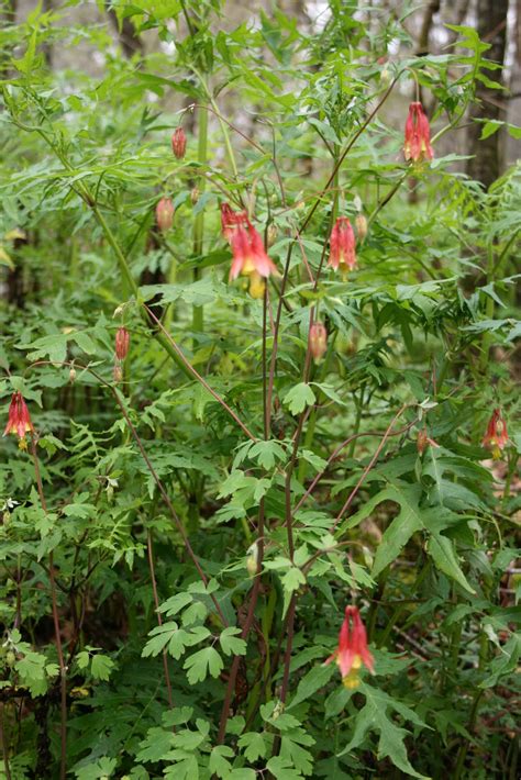 The purpose of the florida native plant society (fnps) is to promote the preservation, conservation, and restoration of the native plants you don't have to travel far to see one of the hundreds of native flowers that make florida stand out. Native Florida Wildflowers: Columbine - Aquilegia canadensis