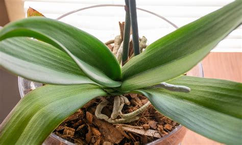 How To Fix Wrinkled Orchid Leaves Care Guide Brilliant Orchids