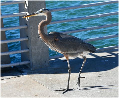 Fort De Soto Park St Petersburg Florida Jan Lagergren Flickr