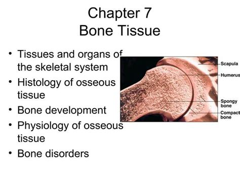 Ppt Chapter 7 Bone Tissue Powerpoint Presentation Free Download Id
