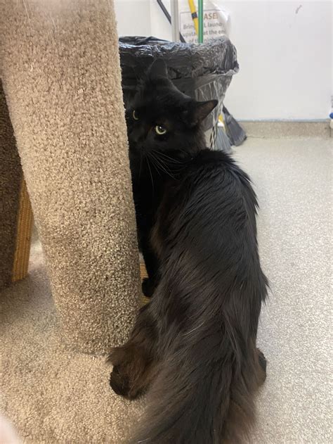 Cats for Adoption in Port Jervis, New York | Alpha Paw