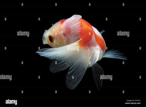 Goldfische Im Aquarium Stockfotografie Alamy