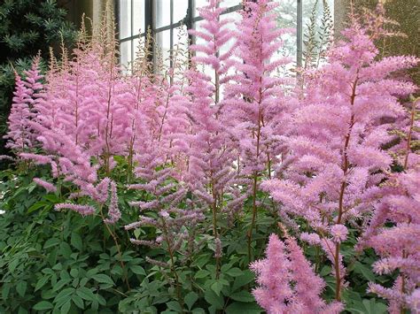 Astilbe Plant How To Grow And Care For False Goats Beard