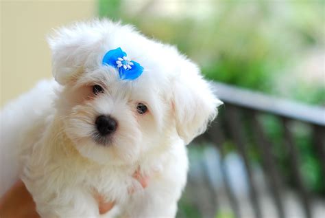 Animals Zoo Park Top 10 Small Dog Breeds In America With Photos And Pics