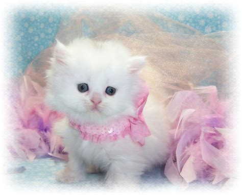 two kittens sitting next to each other on a blue and pink background with feathers