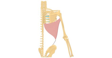 Latissimus Dorsi Muscle Location And Function Getbodysmart