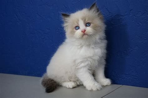 Has been spayed and had all shots. Ragdoll Kittens for Sale Near Me | Buy Ragdoll Kitten ...