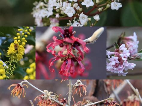Winter Flowering Shrubs Six On Saturday The Tea Break Gardener