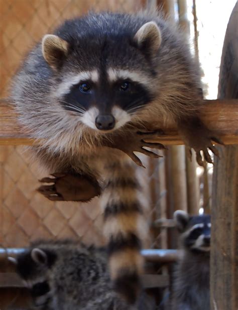 Home With Images Cute Raccoon Cute Animals Raccoon Dog