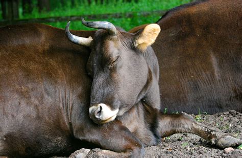 10 Farm Animal Hybrids You Didnt Know Existed Modern Farmer