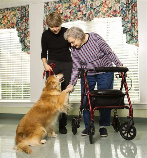 Therapy Dogs What They Do And How To Get Involved