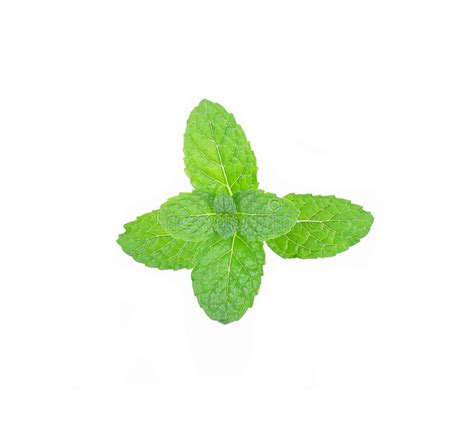 Fresh Mint Leaves On White Background Stock Photo Image Of Freshness