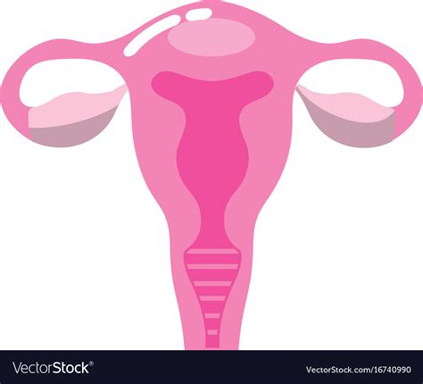 Fallopian Tubes With Uterus To Human Anatomy Vector Image