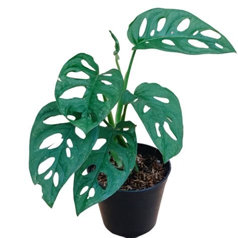 Fortune Plant Indoor Plants Philippines Unbeleafable Ph