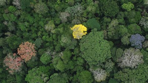 New Study Answers Old Questions About Why Tropical Forests