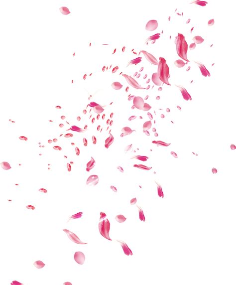 Pink Rose Petal Falling Png