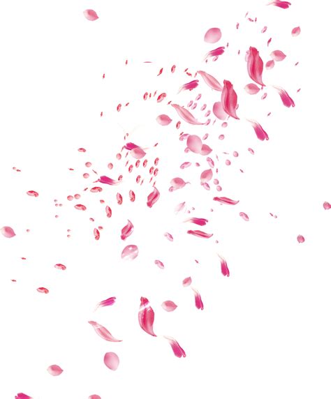 Flower Petals Png Transparent Images Png All