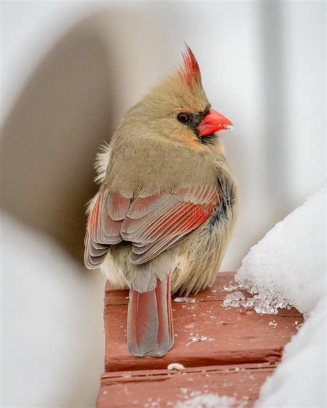 Female Cardinal In Snow Stock Photo Image Of Seasonal 84256884