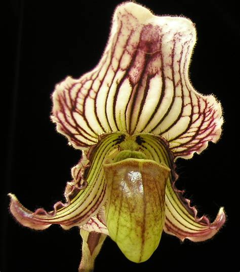 Paphiopedilum Fairrieanum Slipper Orchid Species India Distinctive Unique Color Form Not In Bud