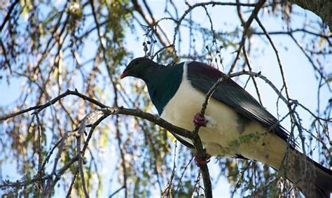 Ways To Get Rid Of Birds In Trees Using Bird Barriers Nature Blog Network