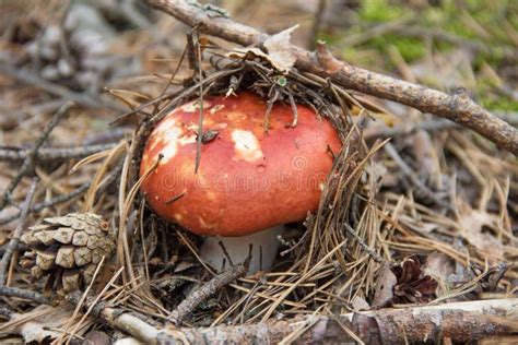 Edible Russula Mushroom With A Red Cap In Forest Stock Image Image