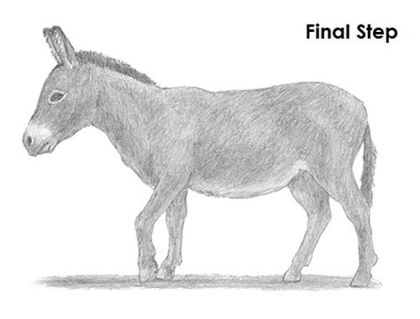 How To Draw A Donkey