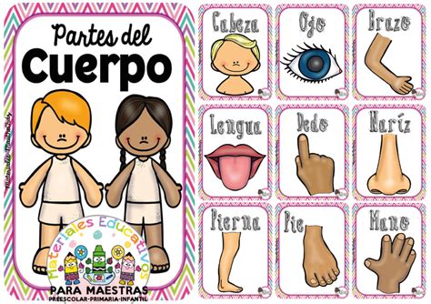 Carteles Educativos Partes Del Cuerpo