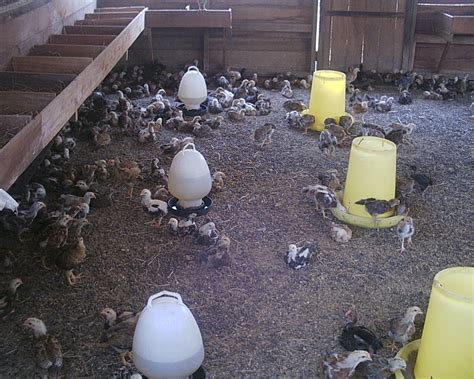 Panduan lengkap usaha peternakan ayam petelur, ayam ketawa, ayam mutiara, dan ayam pedaging kalkun. DINARA AGRO FARM: PANDUAN MENTERNAK AYAM KAMPUNG