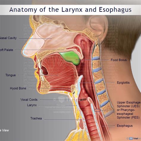 Anatomy Of The Larynx And Esophagus Trialexhibits Inc Porn Sex Picture