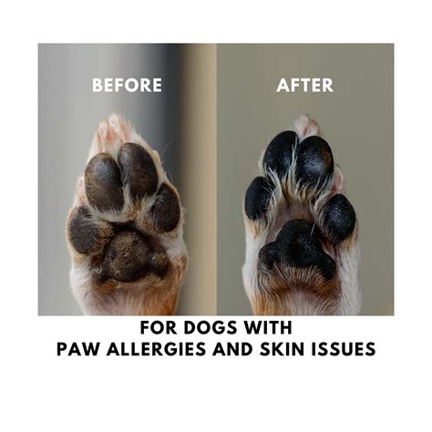 Dog Paw Dermatitis Ph