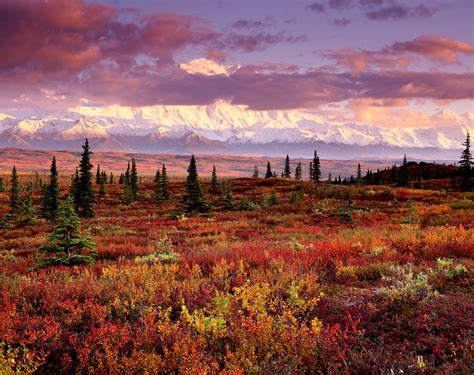 Sunset Fall Tundra Denali National Park Alaska By Large Format