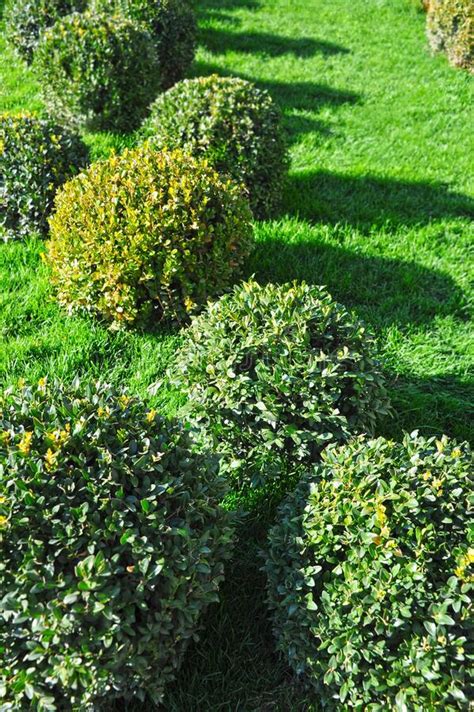 Clipped Buxus Semperviren Stock Photo Image Of Foliage 201521166