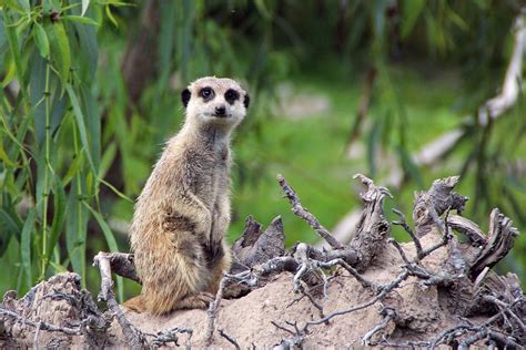 Meerkat Key Facts Information And Habitat
