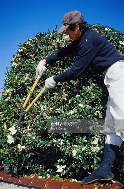 Stock Photo Japanese Gardener At Work In Kyoto In 2020 Japan