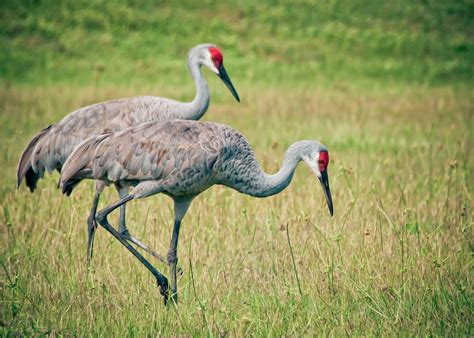 Florida Sandhill Cranes Grus Canadensis Pratenis The Flori Flickr