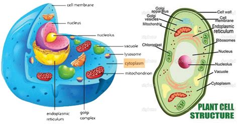 Cytoplasm Definition Structure Functions Diagram