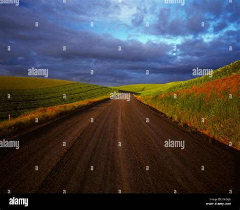 A Gravel Country Road Passes Through Rolling Grain Fields In Late