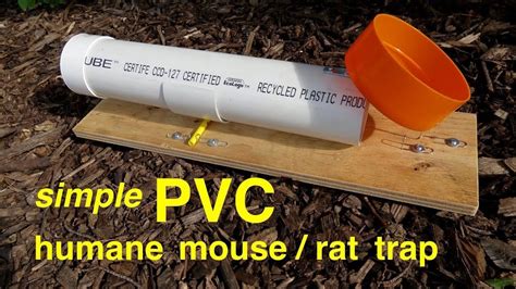 How To Make A Simple Pvc Humane Ratmouse Trap Mousetrap How To Make A