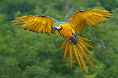 Tropical Birds Weneedfun