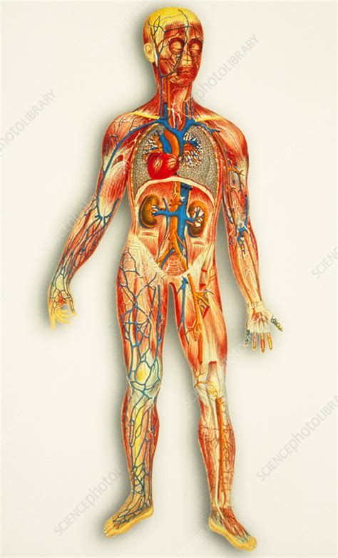 Our body is made up of bones, blood, nerves, muscles and covered with the skin. Human body anatomy - Stock Image - P880/0125 - Science ...