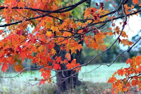 Kentuckys Colorfall 2014 Helps Public Track Leaf Changes
