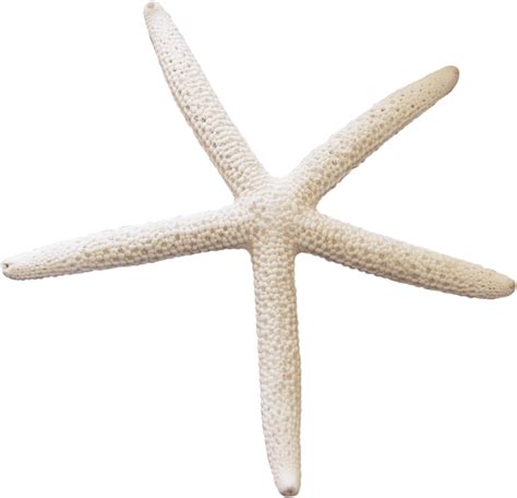 Starfish Png Transparent Image Download Size 2622x2527px