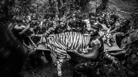 Dramatic Pictures Reveal Clashes Between People And Tigers