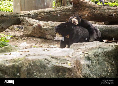 Asiatic Black Bear Mountain Hi Res Stock Photography And Images Alamy