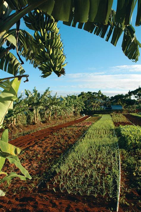 Hawaiis Sugarcane History Comes Alive At Kauais Plantation Railroad