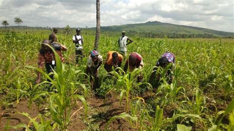 Impact Sierra Leone Partners With Kampala Agricultural Farm To Bring