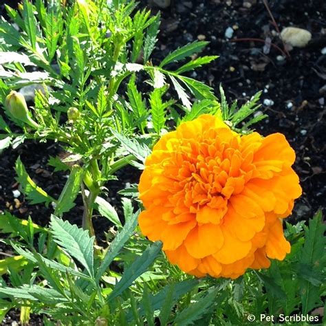 Marigolds In The Vegetable Garden Yes Live Creatively Inspired